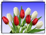 Tulipany