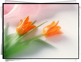 Tulipany