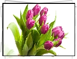 Tulipany