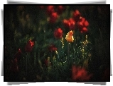 Łąka, Tulipany, Rośliny