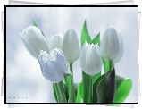 Białe, Tulipany, Kwiaty