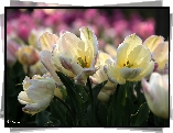 Białoróżowe, Tulipany, Pręciki