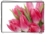 Tulipany, Biedronka