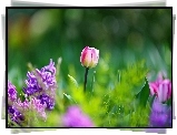 Tulipany, Kwiaty, Bokeh, Ogród