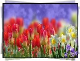 Tulipany, Narcyzy, Bratki, Rozmycie