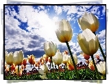 Tulipany, Chmury