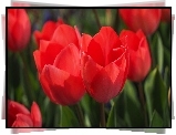 Tulipany, Czerwone