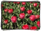 Tulipany, Czerwone