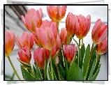 Tulipany, Czerwone