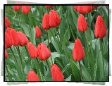 Tulipany, Czerwone
