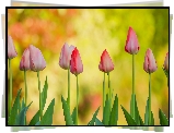 Tulipany, Czerwone
