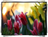 Czerwone, Tulipany, Blask