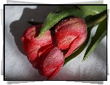 Czerwone, Tulipany, Krople