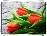 Czerwone, Tulipany, Krople