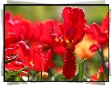 Czerwone, Tulipany, Kwiaty