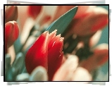 Czerwone, Tulipany, Liść