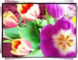 Tulipany, Żółto, Czerwone, Fioletowe