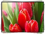 Czerwone, Tulipany, Rosa