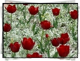 Czerwone, Tulipany, Rośliny