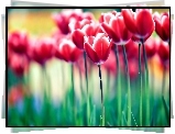 Czerwone, Tulipany, Rozmycie