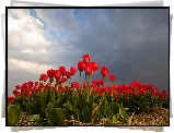 Czerwone, Tulipany, Uprawa