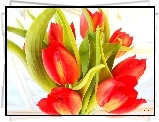 Czerwony, Tulipany, Bukiet