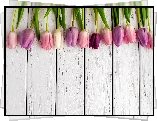Tulipany, Deski