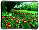 Tulipany, Drzewa