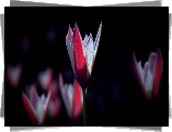 Tulipany, Dwukolorowe