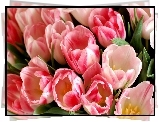 Tulipany, Dwukolorowe