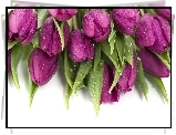Fioletowe, Tulipany, Bukiet