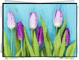 Fioletowe, Tulipany, Kwiaty