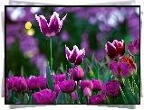 Fioletowe, Tulipany, Makro