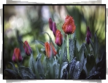 Herbaciane, Tulipany, Listki