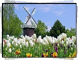 Holenderskie, Tulipany, Wiatrak