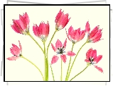 Tulipany, Czerwone, Kwiaty, Jasnożółte, Tło
