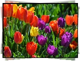 Tulipany, Kolorowe