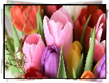 Tulipany, Kolorowe