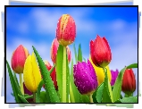Kolorowe, Tulipany, Krople