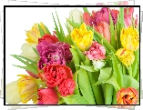 Kolorowe, Tulipany, Liście