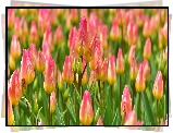 Kolorowe, Tulipany, Pąki