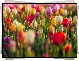 Kolorowe, Tulipany, Rozmycie