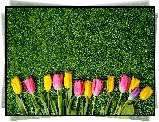 Kolorowe, Tulipany, Trawa