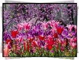 Kolorowe, Tulipany, Wiosna