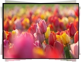 Kolorowe, Tulipany, Zbliżenie