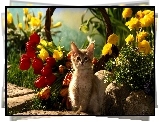 Tulipany, Kot