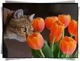 Tulipany, Kot