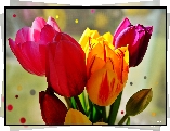 Tulipany, Kropki