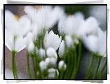 Tulipany, Białe, Krople, Wody
