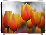 Tulipany, Krople
